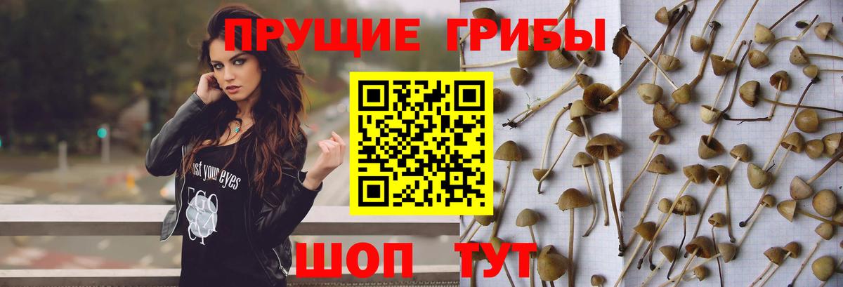 Муравленко  Галлюциногенные грибы Psilocybe  наркота  Вход с VPN 